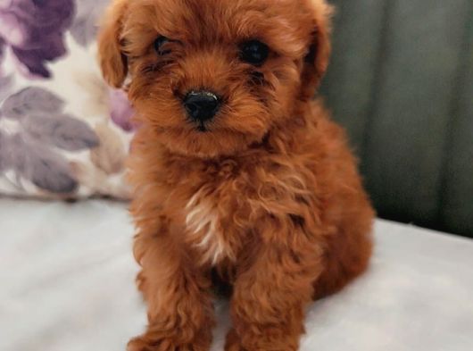 Her Renk Her Boy Her Fi̇yat Orji̇nal Toy Poodle görsel