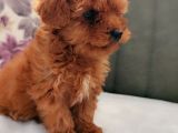 Her Renk Her Boy Her Fi̇yat Orji̇nal Toy Poodle