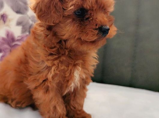 Her Renk Her Boy Her Fi̇yat Orji̇nal Toy Poodle görsel