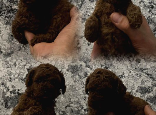Her Renk Her Boy Her Fi̇yat Orji̇nal Toy Poodle görsel