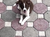 Kızıl Bordercollie Yavrular