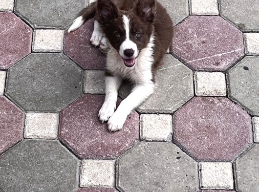 Kızıl Bordercollie Yavrular görsel