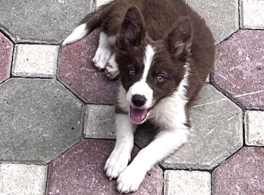 Kızıl Bordercollie Yavrular