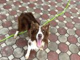 Kızıl Bordercollie Yavrular
