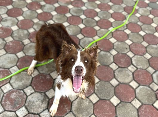 Kızıl Bordercollie Yavrular görsel
