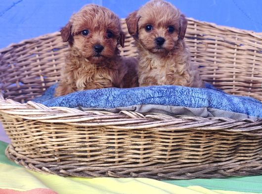 Her Boy Her Renk Müthi̇ş Güzelli̇kte Malti̇poo Yavrular görsel