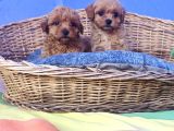 Her Boy Her Renk Müthi̇ş Güzelli̇kte Malti̇poo Yavrular