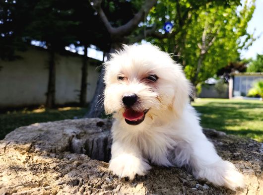 Güzeller Güzeli Maltese Yavruları görsel