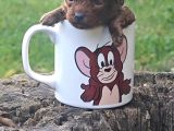 Her Renk Her Boy Her Fi̇yat Orji̇nal Toy Poodle