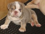 Li̇lactan English Buldog