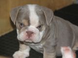 Li̇lactan English Buldog