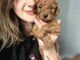 Eğitim Okulundan Toy Poodle Yavruları