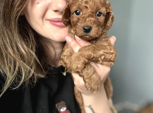 Eğitim Okulundan Toy Poodle Yavruları