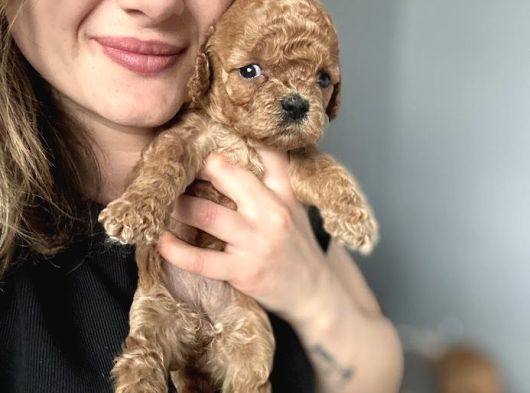 Eğitim Okulundan Toy Poodle Yavruları görsel