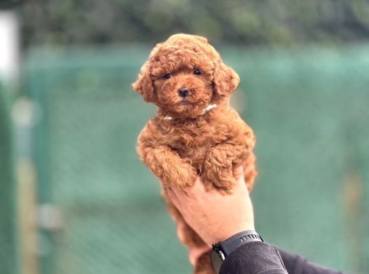 Kore Red Brown Poodle Bebeği̇mi̇z A Kali̇te görsel