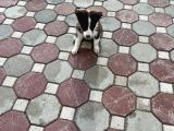 Kızıl Bordercollie Yavrular