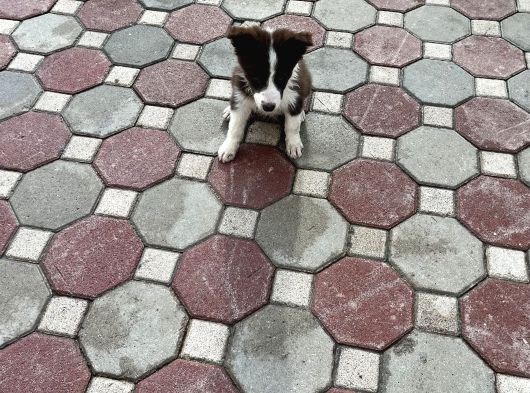Kızıl Bordercollie Yavrular görsel