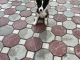 Kızıl Bordercollie Yavrular