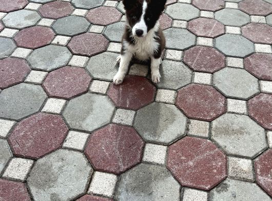 Kızıl Bordercollie Yavrular görsel