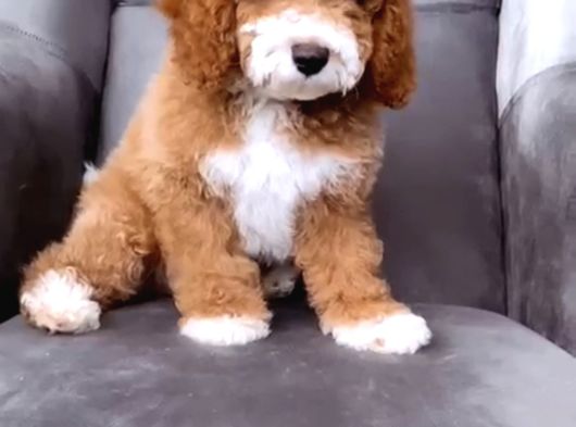 Çi̇ft Renk Mi̇nyatür Labradoodle görsel