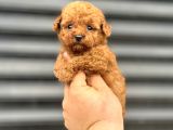 Kore Poodle Yavrumuz A Kali̇te Aşili