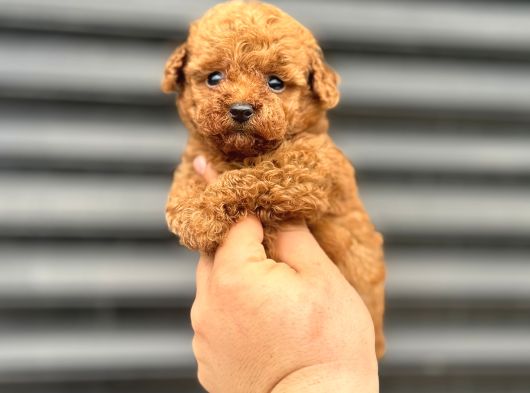 Renk Renk Bebek Surat Toy Poodle Bebekler görsel