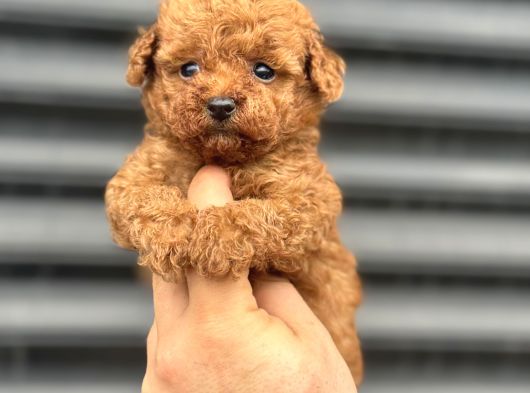 Renk Renk Bebek Surat Toy Poodle Bebekler görsel
