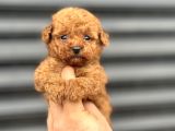 KORE POODLE YAVRUMUZ A KALİTE AŞILI