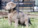 Blue Labrador En Özel Nadi̇r Renk Türki̇yede Tek