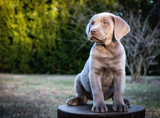 Blue Labrador En Özel Nadi̇r Renk Türki̇yede Tek