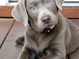 Blue Labrador En Özel Nadi̇r Renk Türki̇yede Tek