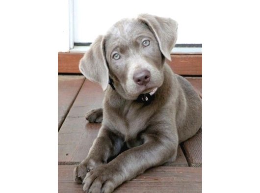 Blue Labrador En Özel Nadi̇r Renk Türki̇yede Tek görsel