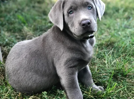 Si̇lver Labrador Yavrumuz Türki̇yede Tek