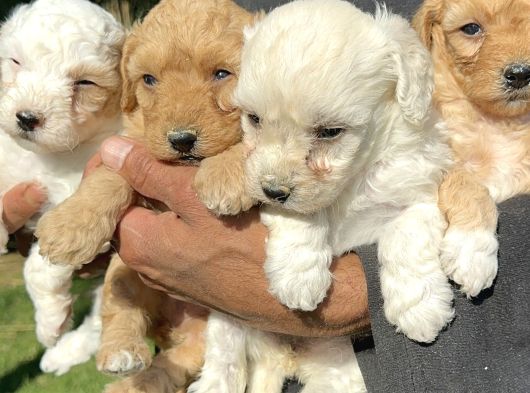 Şirin Maltipoo Yavrularımız görsel