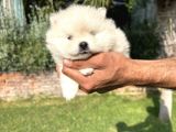Pomeryan Boo Yavrumuz