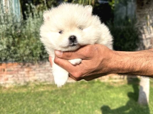 Pomeryan Boo Yavrumuz