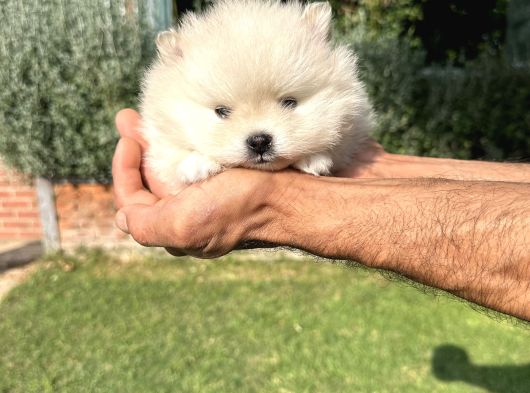 Pomeryan Boo Yavrumuz görsel