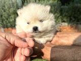 Pomeryan Boo Yavrumuz