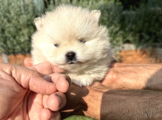 Pomeryan Boo Yavrumuz görsel