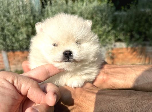 Pomeryan Boo Yavrumuz görsel