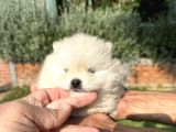 Pomeryan Boo Yavrumuz
