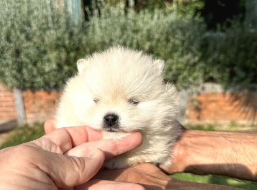 Pomeryan Boo Yavrumuz görsel