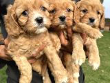 Şirin Cavapoo Yavrularımız