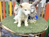 Sibirya Kurdu Husky Yavrularımız