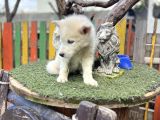 Sibirya Kurdu Husky Yavrularımız