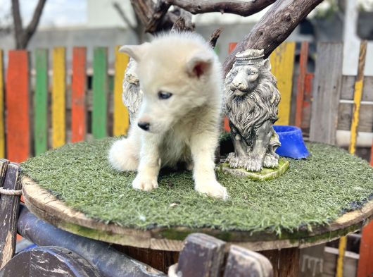 Sibirya Kurdu Husky Yavrularımız görsel