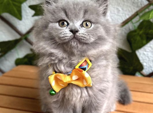 Bi̇blo Bebek Di̇şi̇ Bri̇ti̇sh Longhai̇r