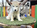 Sibirya Kurdu Husky Yavrularımız