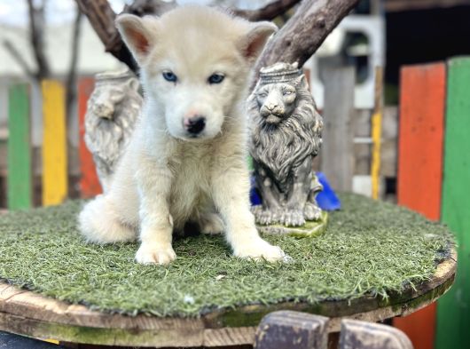 Sibirya Kurdu Husky Yavrularımız görsel