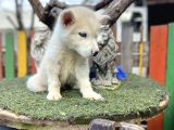 Sibirya Kurdu Husky Yavrularımız